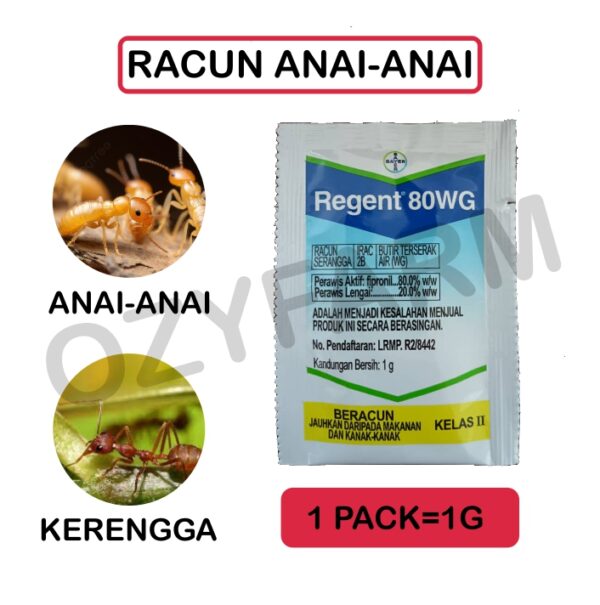1G RACUN ANAI-ANAI REGENT 80WG